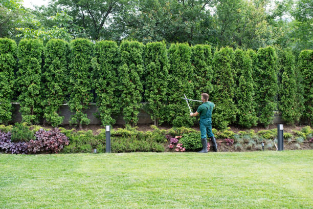 Best Tree Mulching Services  in Lenoir City, TN