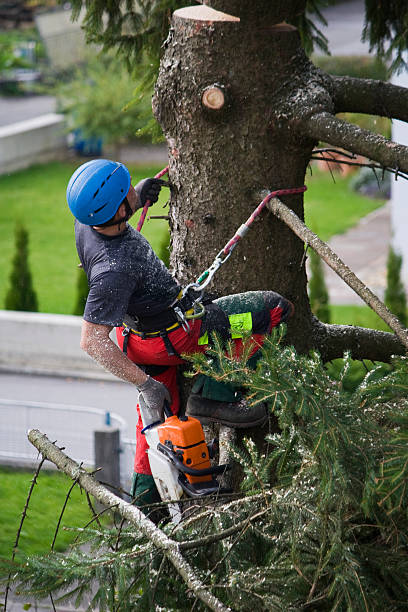 Best Tree Fertilization Services  in Lenoir City, TN