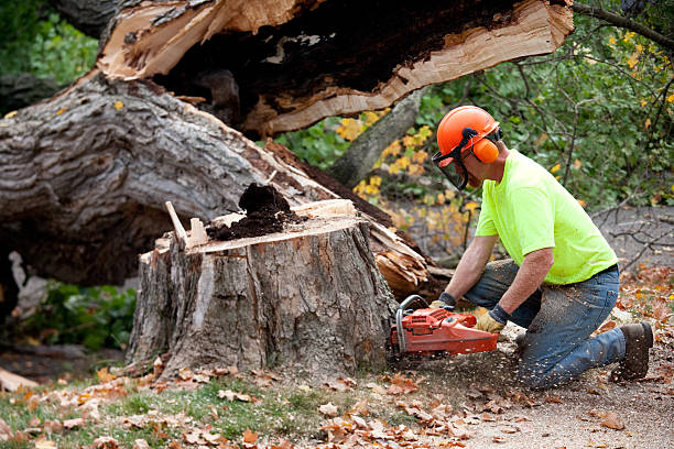 Leaf Removal Services in Lenoir City, TN